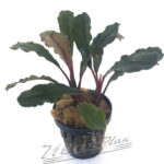 Bucephalandra IO Green