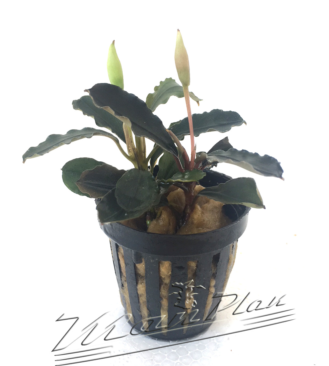 Bucephalandra Lagoon - Imagen 2