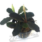 Bucephalandra Lagoon