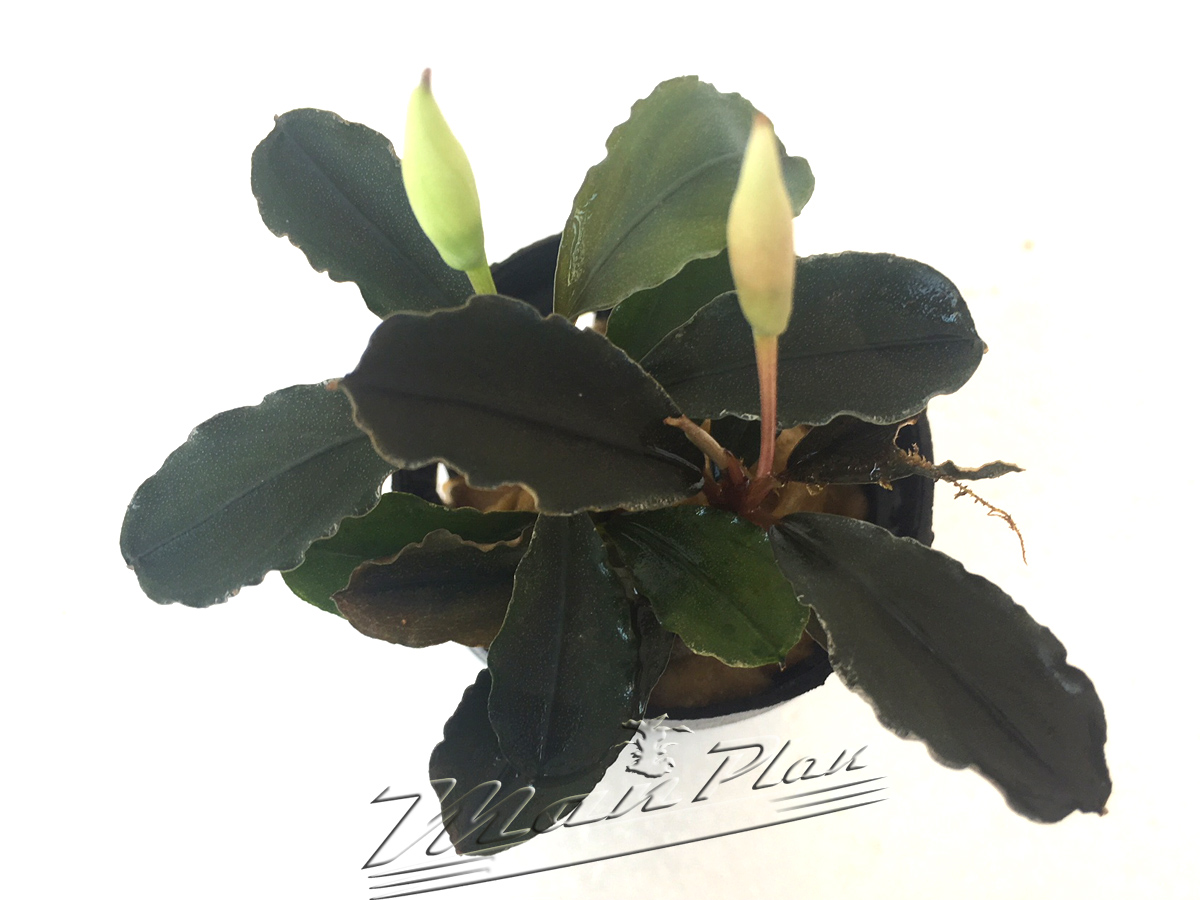 Bucephalandra Lagoon - Imagen 3