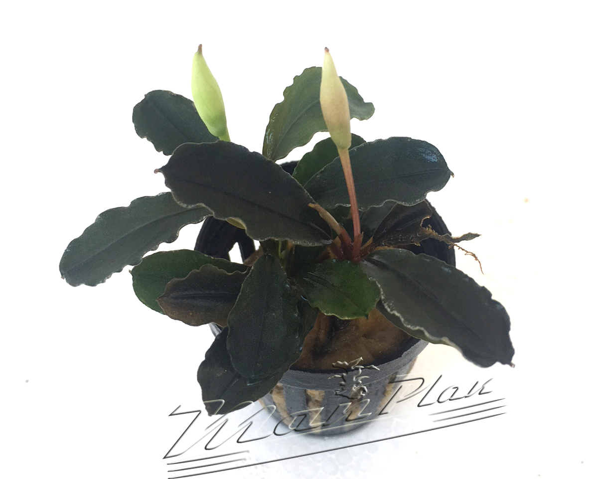 Bucephalandra Lagoon