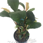 Bucephalandra T-Rex