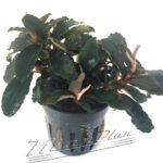 Bucephalandra Theia Red