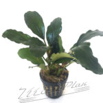 Bucephalandra sp. Green Achilles
