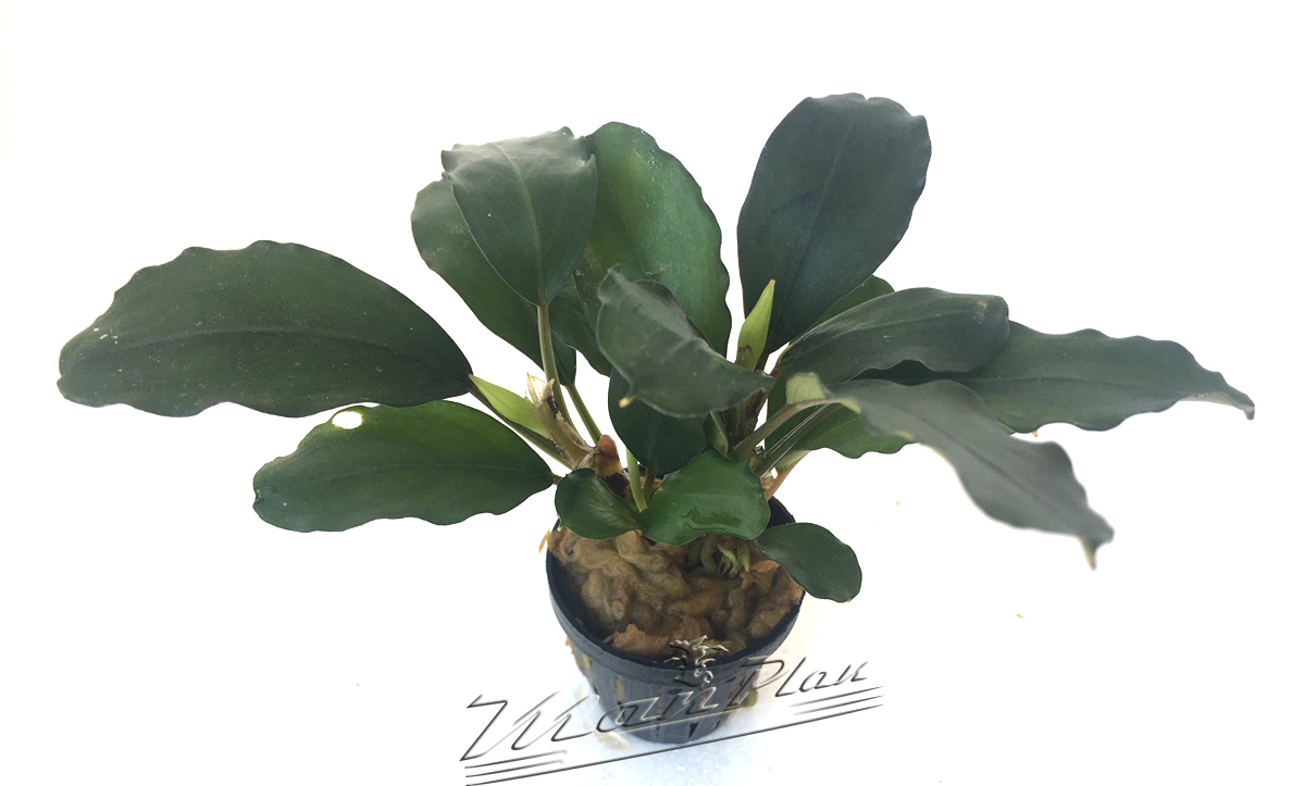 Bucephalandra sp. Green Achilles - Imagen 2