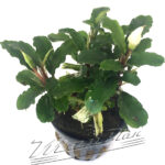 Bucephalandra Sintang