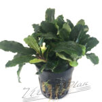 Bucephalandra Theia
