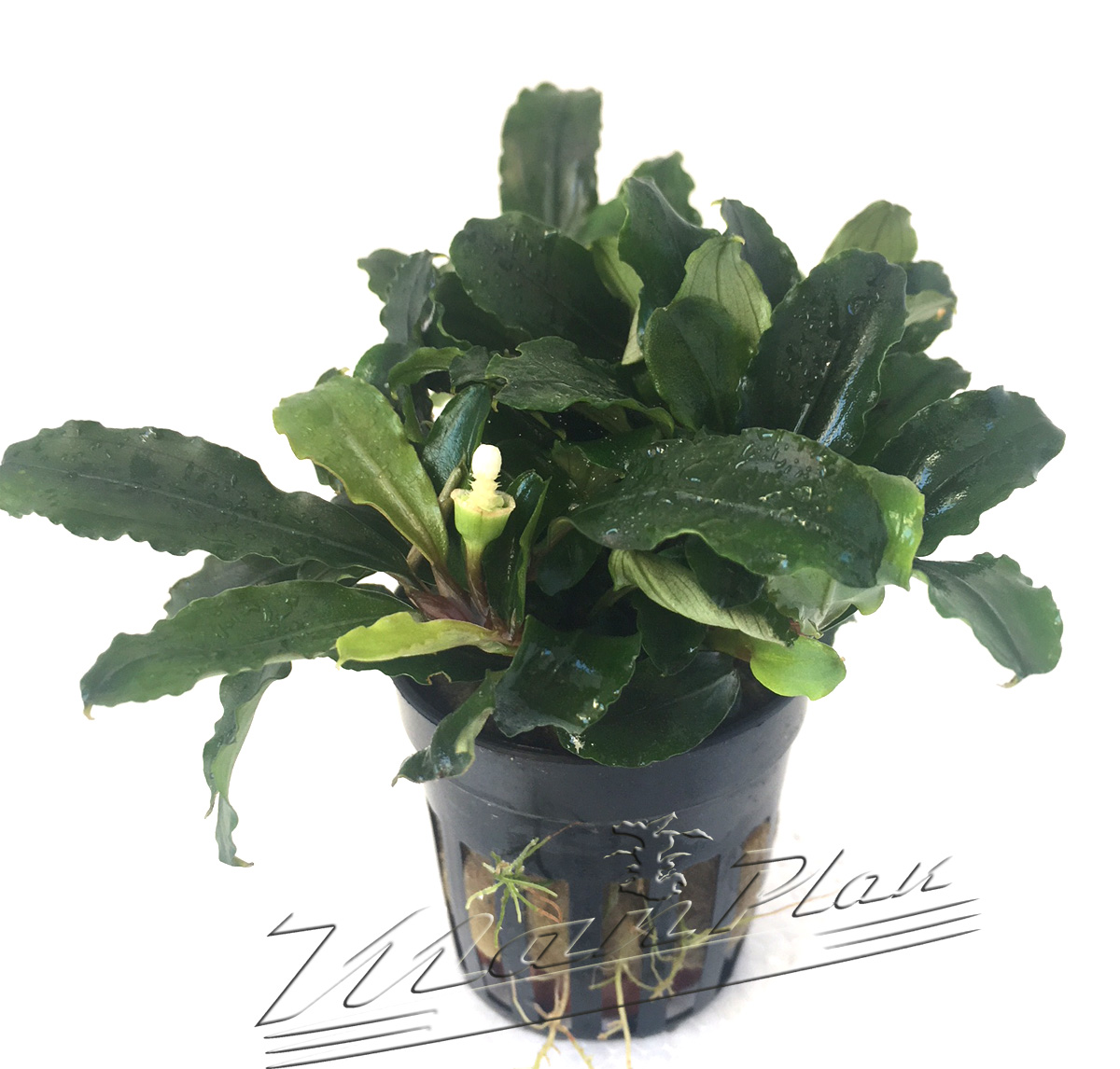 Bucephalandra Theia
