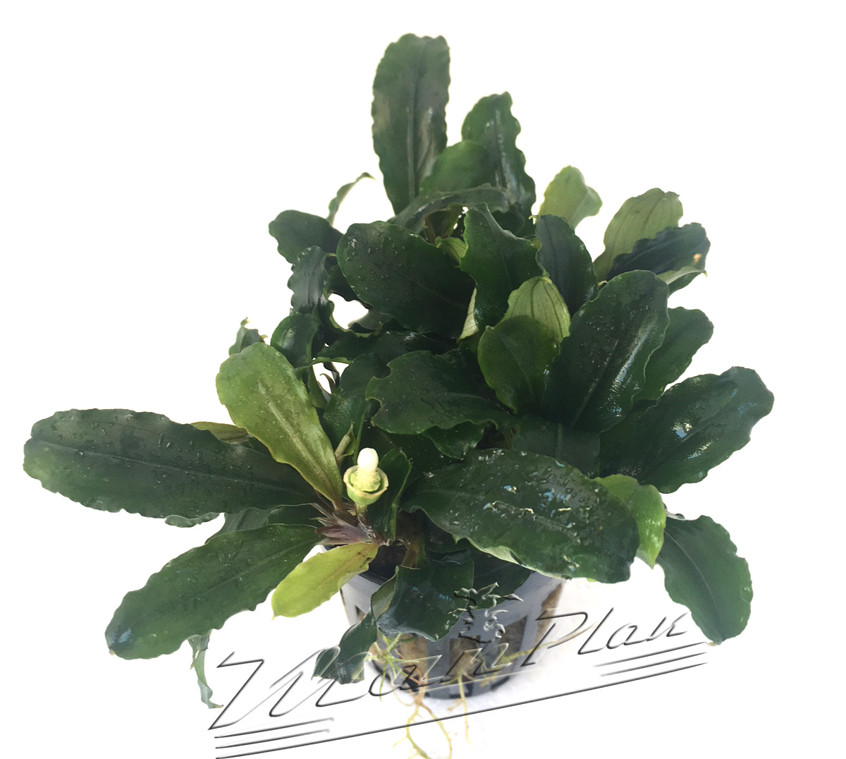 Bucephalandra Theia - Imagen 3