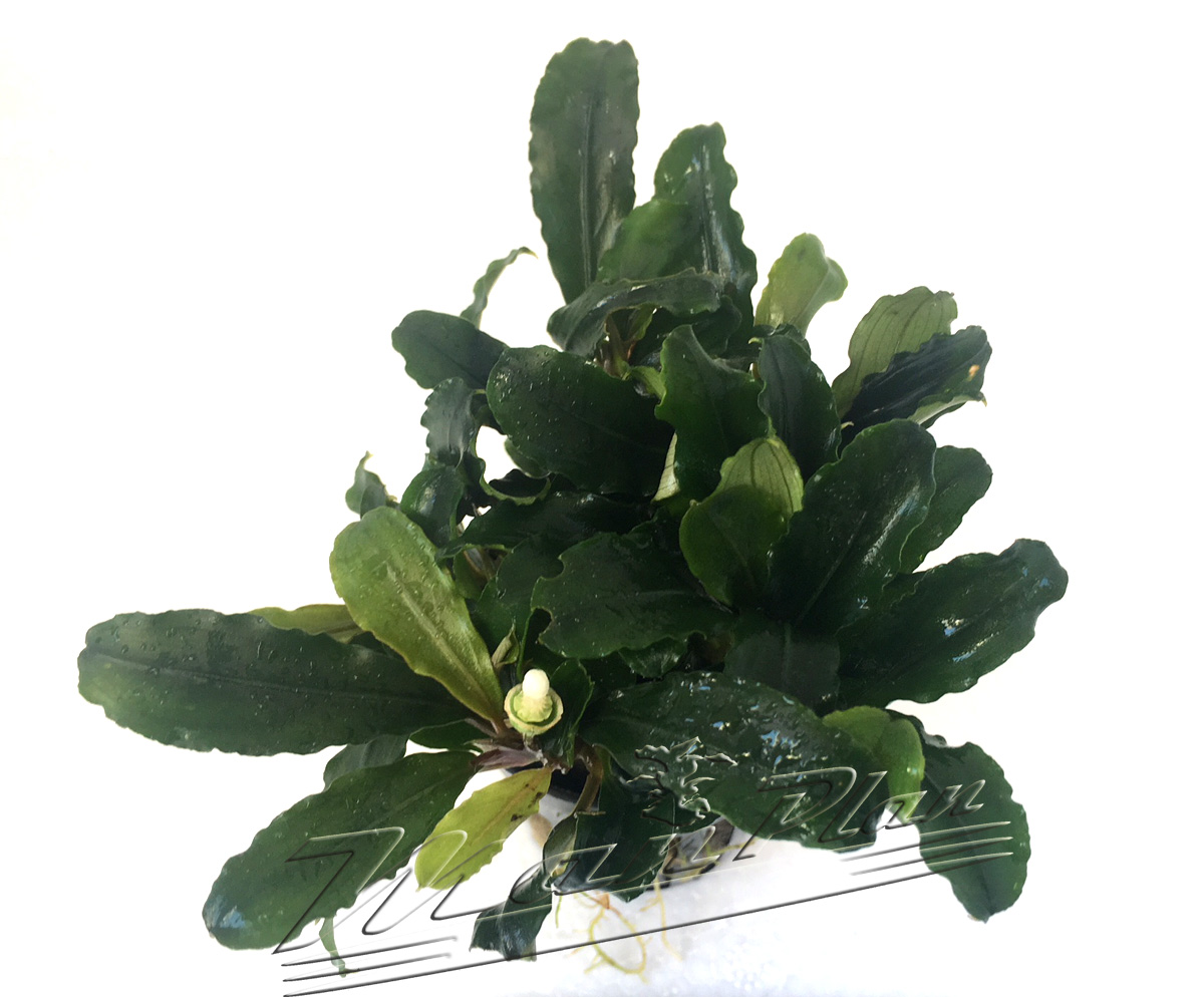 Bucephalandra Theia - Imagen 2