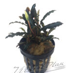 Bucephalandra Velvet lead entihong
