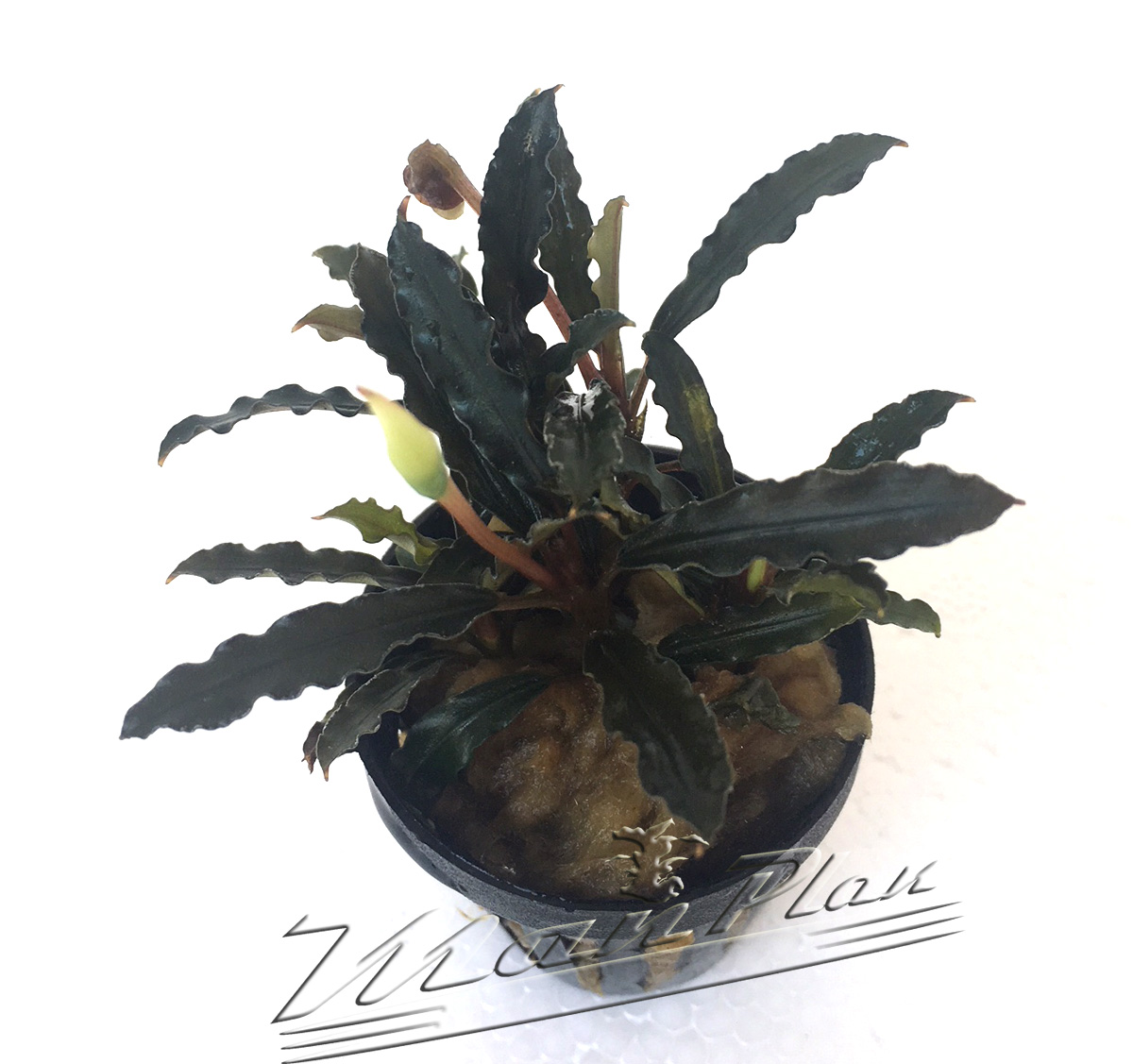 Bucephalandra Velvet lead entihong - Imagen 2