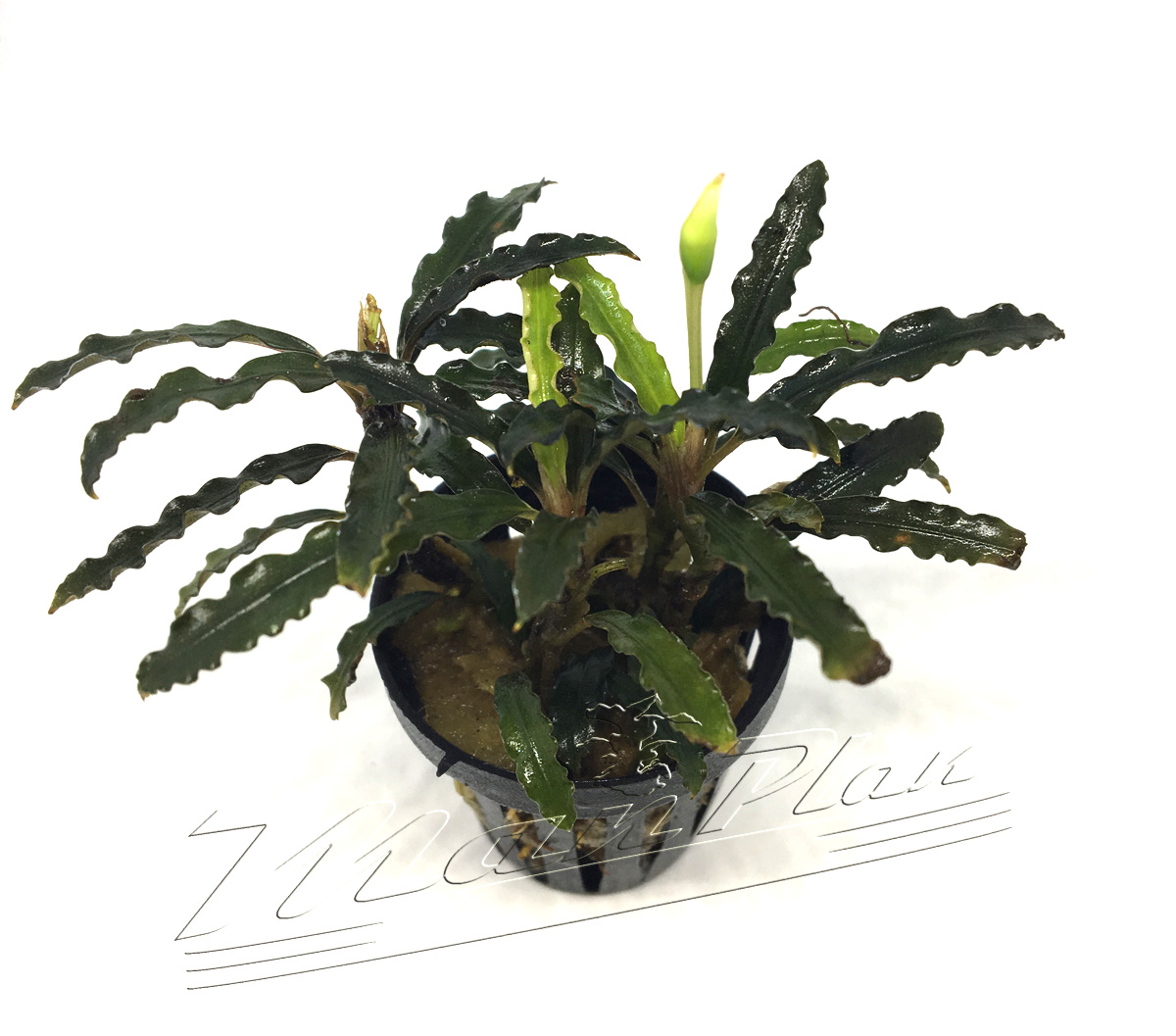 Bucephalandra Velvet lead entihong - Imagen 6