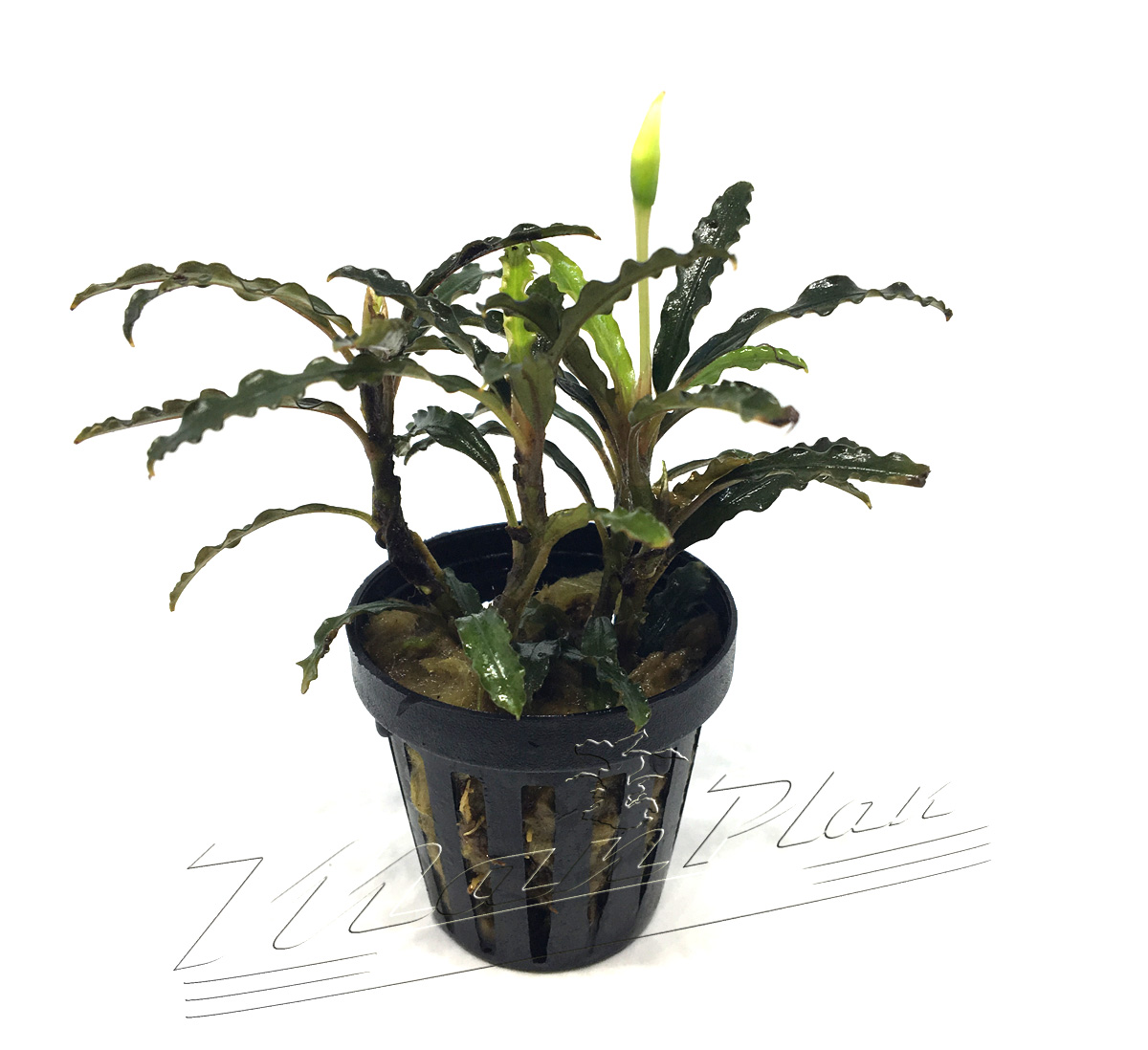 Bucephalandra Velvet lead entihong - Imagen 4