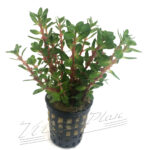 Ammania bonsai