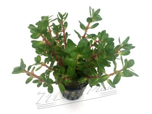 amania bonsai detalle ManPlan