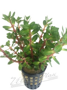 amania bonsai hoja ManPlan