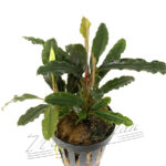 Bucephalandra Alamanda v3 dark