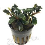 Bucephalandra Biblis Red