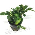 Bucephalandra Green tears