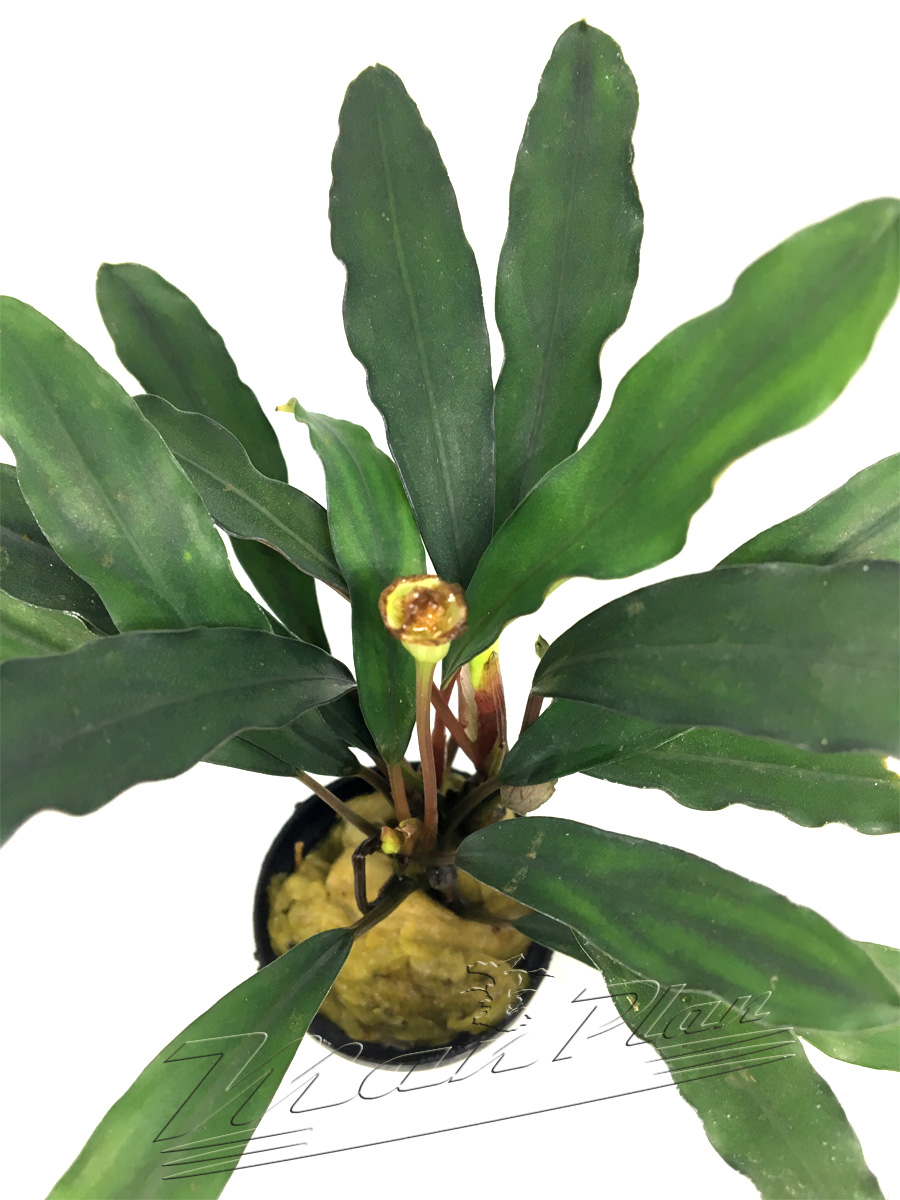 Bucephalandra Kapuas hulu - Imagen 3