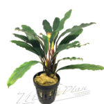Bucephalandra Kapuas hulu