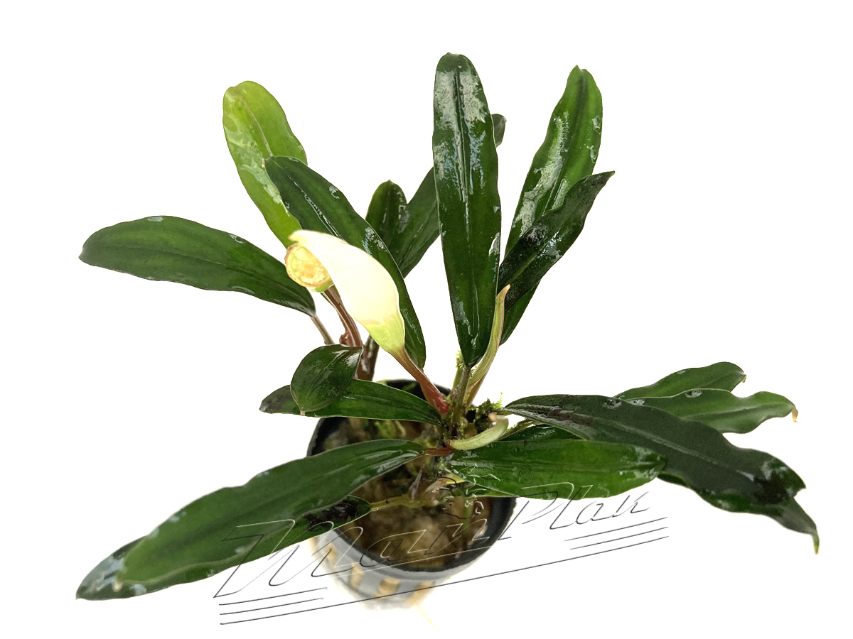 Bucephalandra Kapuas hulu - Imagen 4