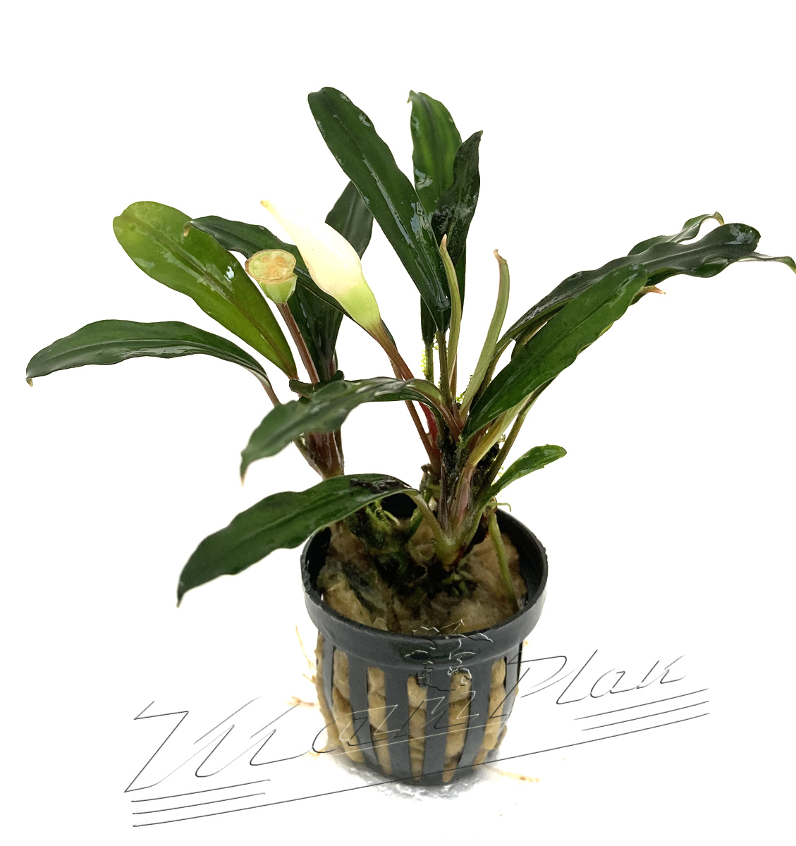 Bucephalandra Kapuas hulu - Imagen 6