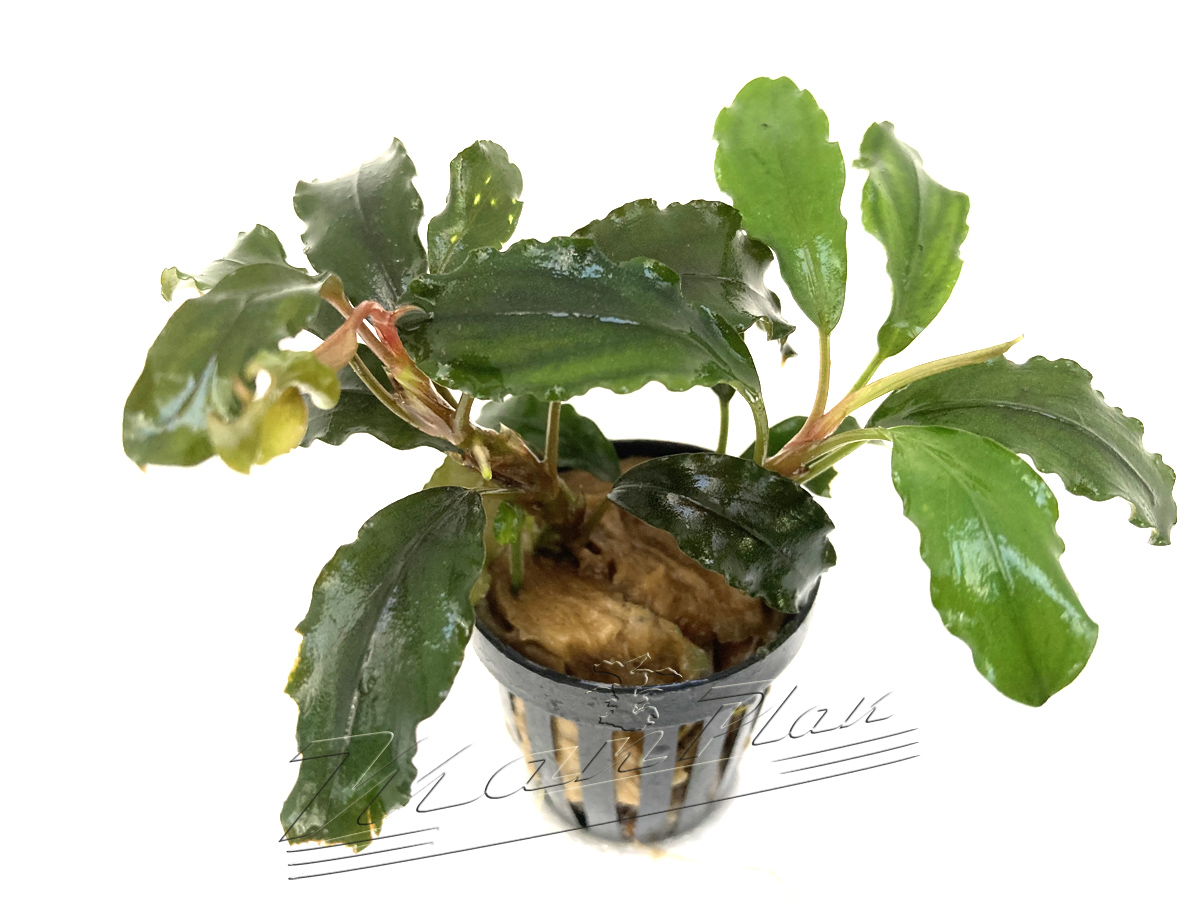 Bucephalandra Lalina - Imagen 5