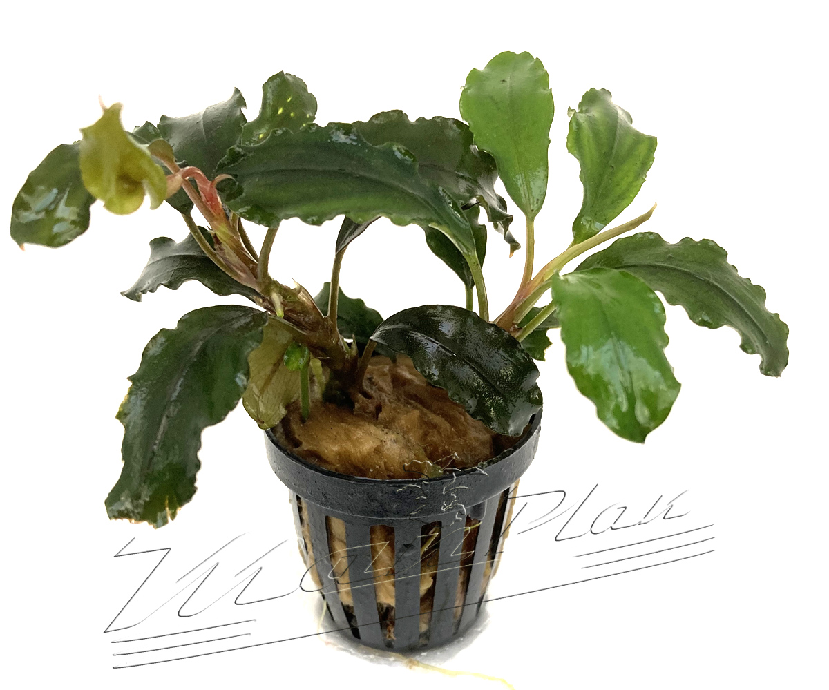 Bucephalandra Lalina - Imagen 4