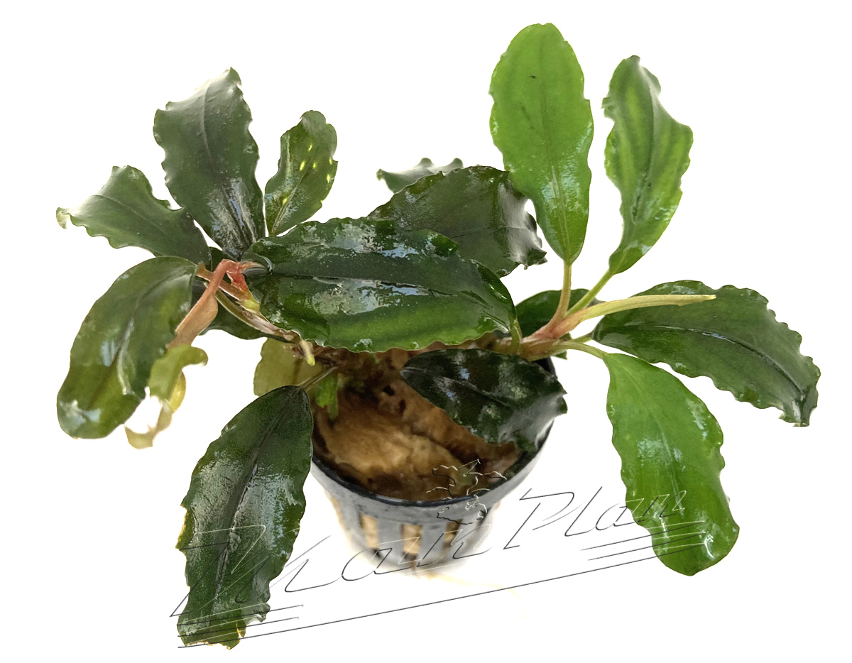 Bucephalandra Lalina - Imagen 3