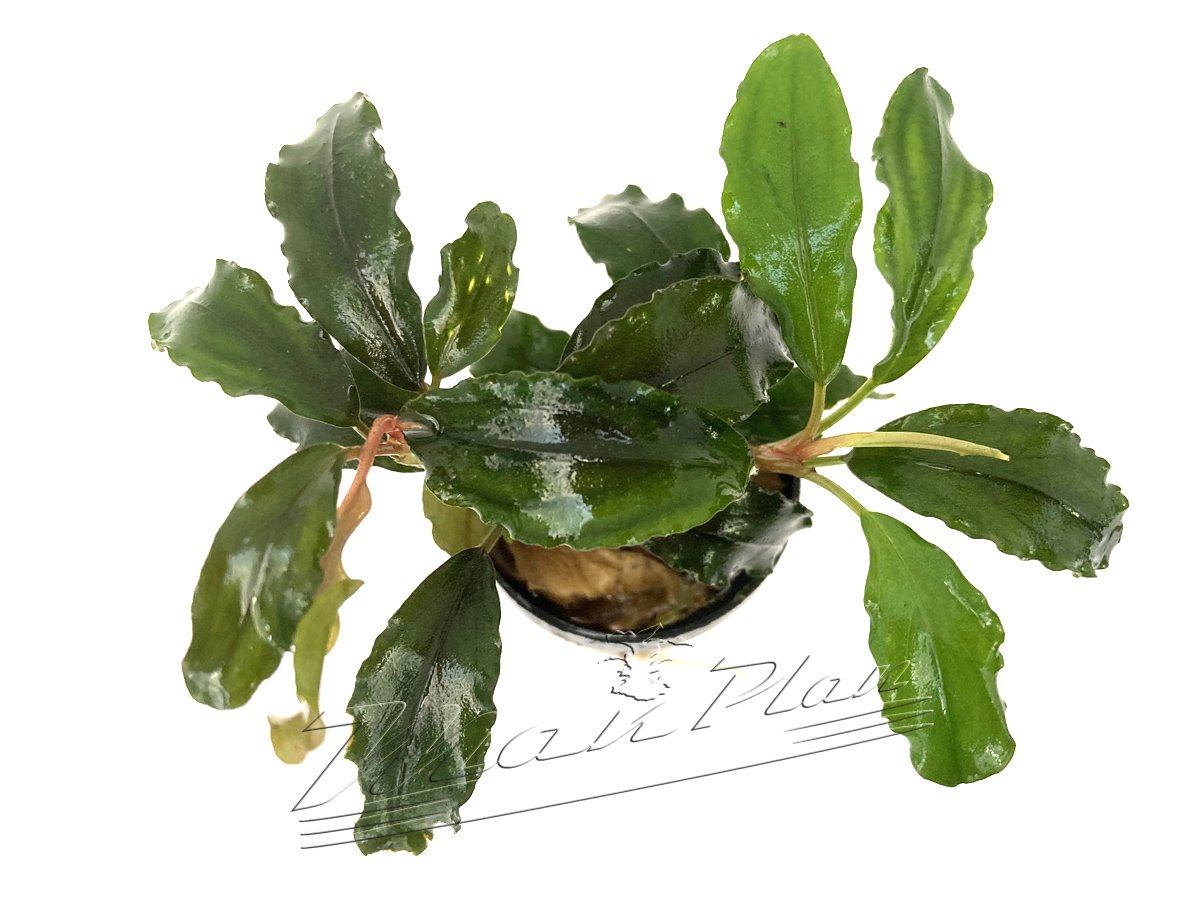 Bucephalandra Lalina - Imagen 6