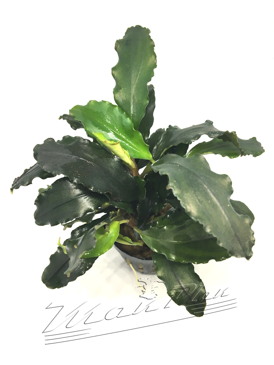 Bucephalandra Lalina - Imagen 2