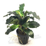 Bucephalandra Lalina