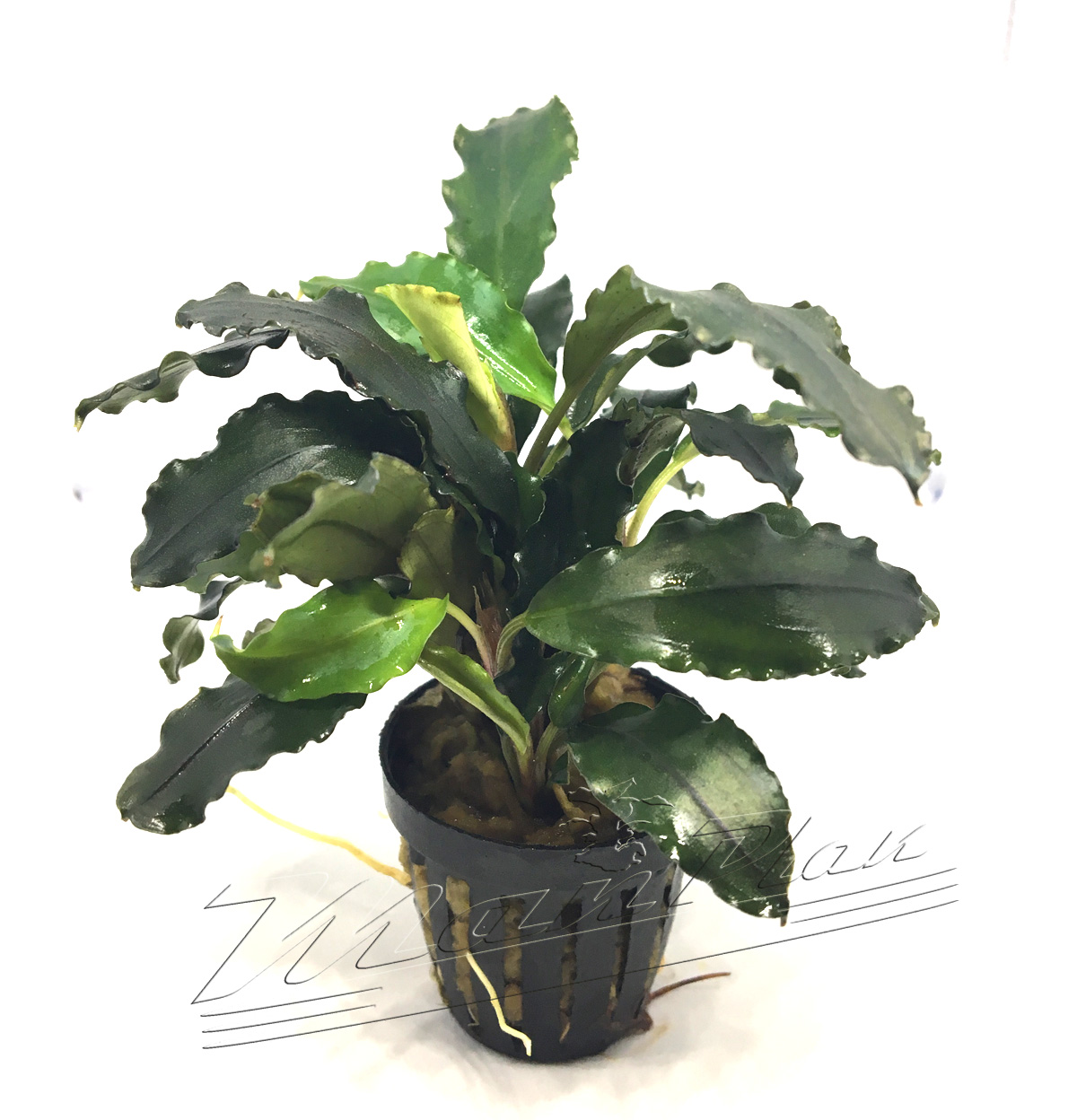 Bucephalandra Lalina