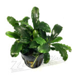 Bucephalandra Theia green big leave