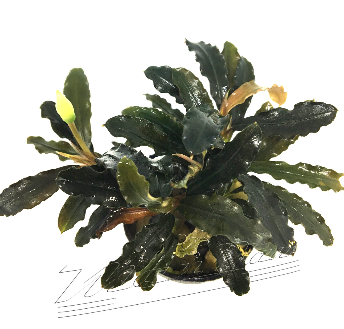 Bucephalandra Alamanda vi blue - Imagen 2