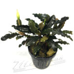 Bucephalandra Alamanda vi blue