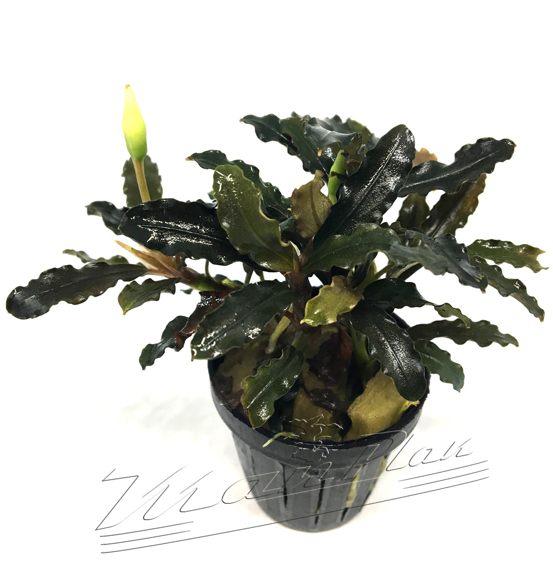 Bucephalandra Alamanda vi blue