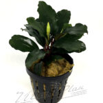 Bucephalandra aragon