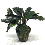 Bucephalandra Centipede