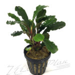 Bucephalandra IO Black
