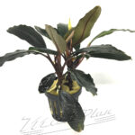 Bucephalandra Achiles BLACK DARK