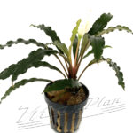 Bucephalandra Velvet tricolor