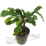Bucephalandra Antyovani