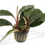 Bucephalandra Ballon
