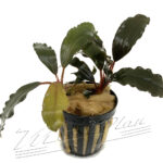 Bucephalandra Brown Ghost