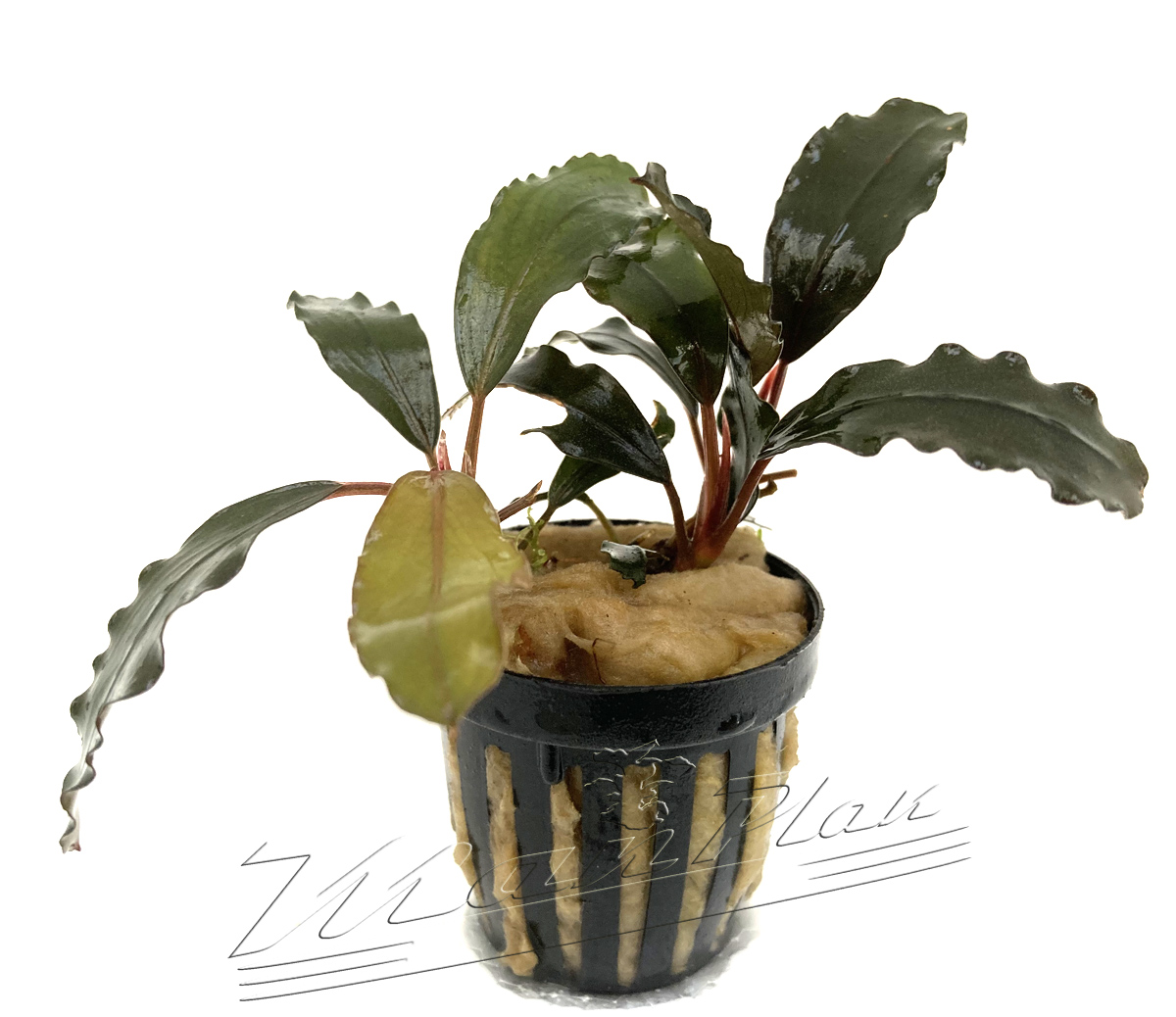 Bucephalandra Brown Ghost - Imagen 2