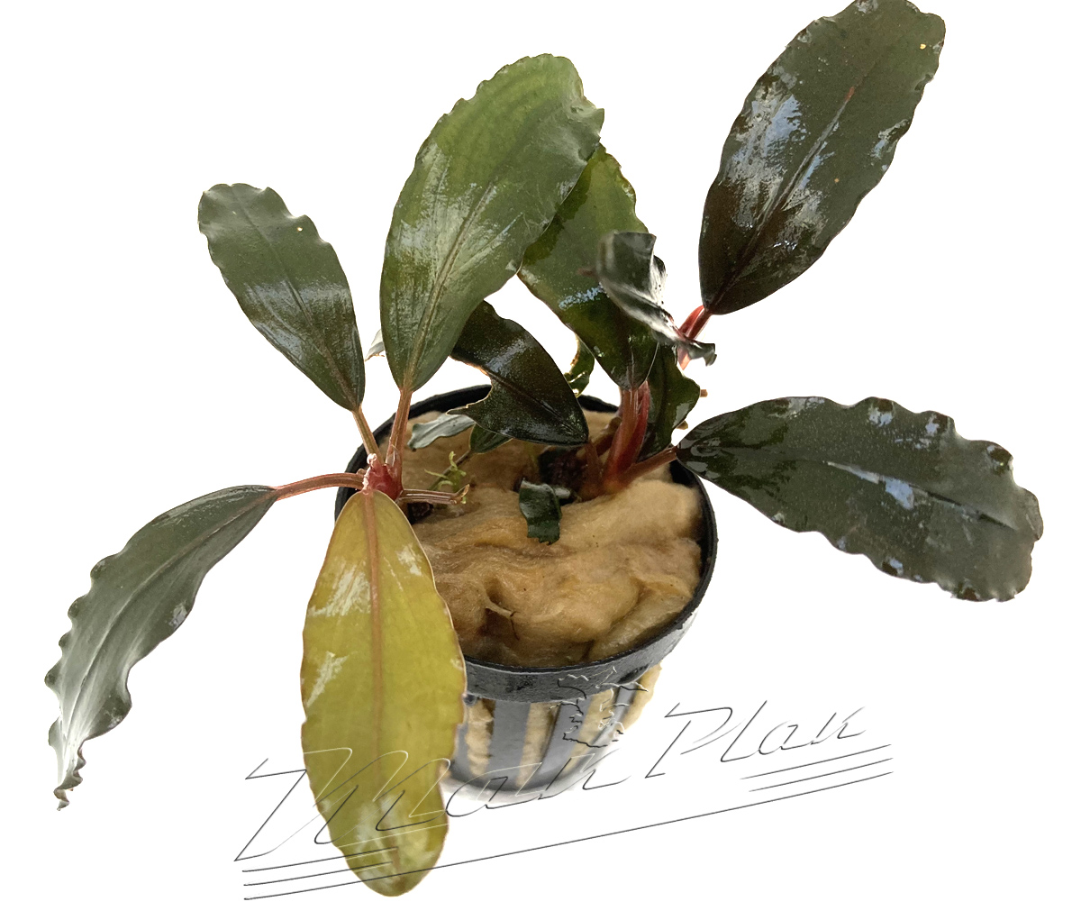Bucephalandra Brown Ghost - Imagen 4