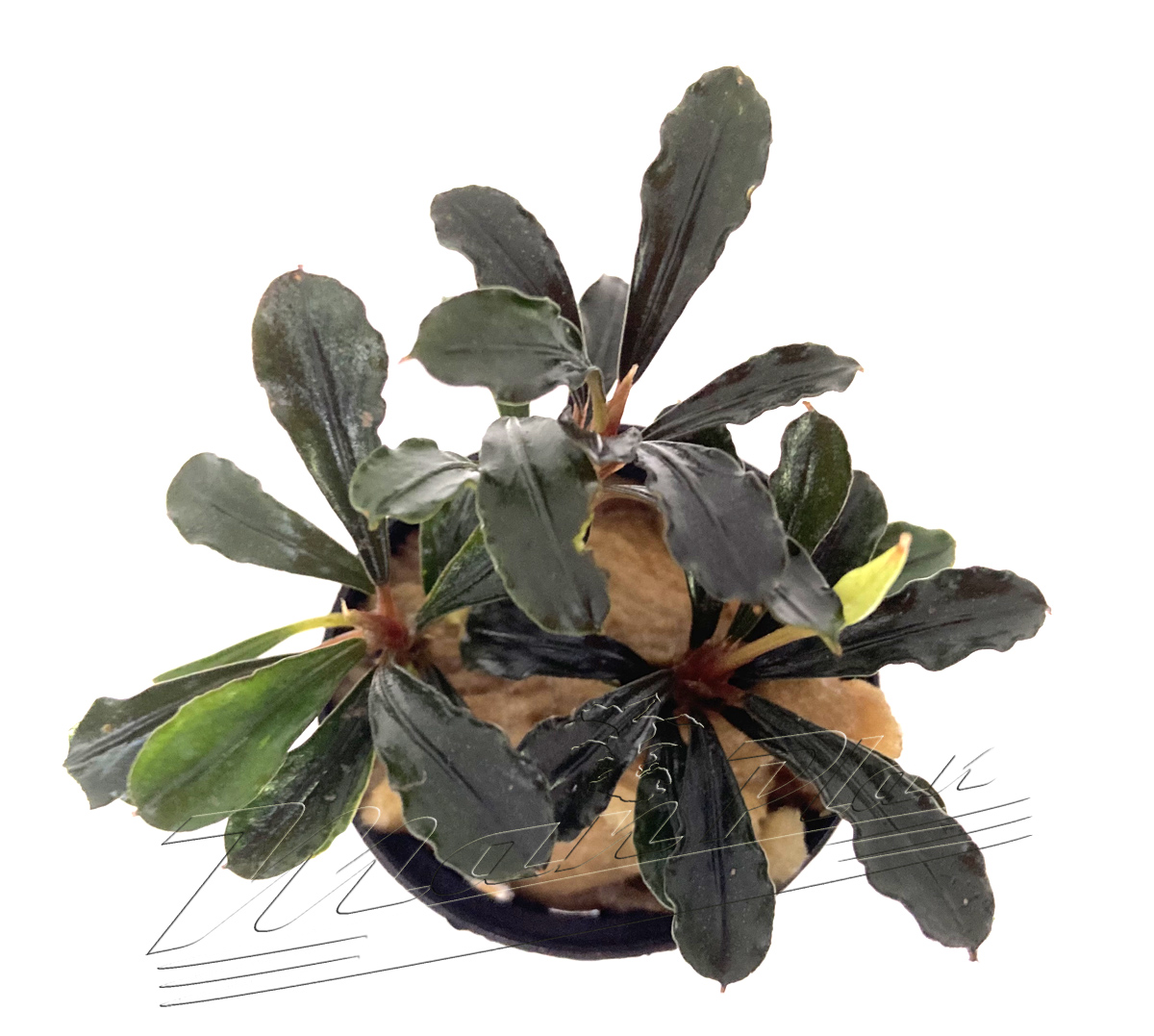 Bucephalandra Brownie Metallica - Imagen 2